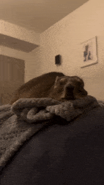 a dog is laying on a blanket on a bed in a room .