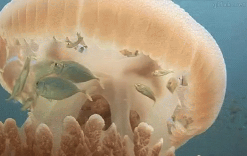 Fish Jellyfish GIF - Fish Jellyfish Umbrella GIFs