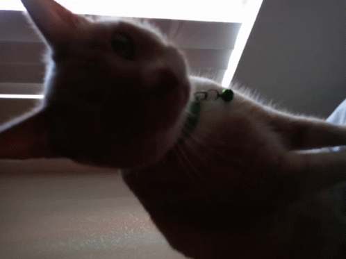 Cat Lovers GIF - Cat Lovers GIFs