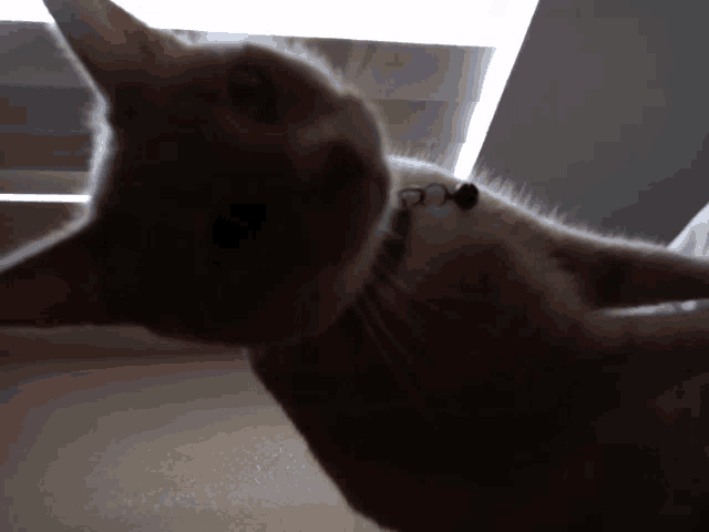 a cat with a green bell around its neck