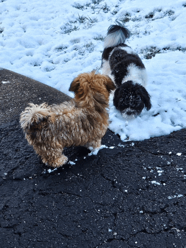 two small dogs are playing in the snow