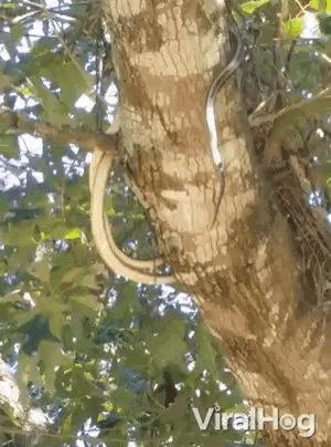 Snakes Slither GIF - Snakes Slither Up Tree GIFs