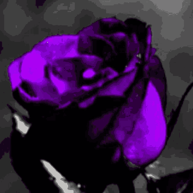 a close up of a purple rose with a black background