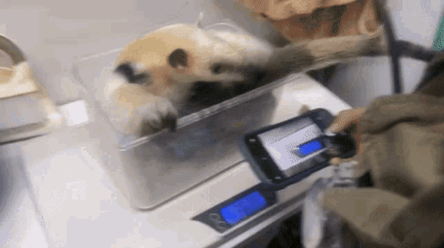 a small animal in a plastic container is being weighed on a digital scale
