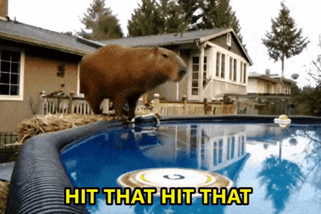 Hit That Capybara GIF - Hit That Capybara Capybara Dive GIFs