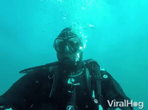 Diver Viralhog GIF - Diver Viralhog Seal GIFs
