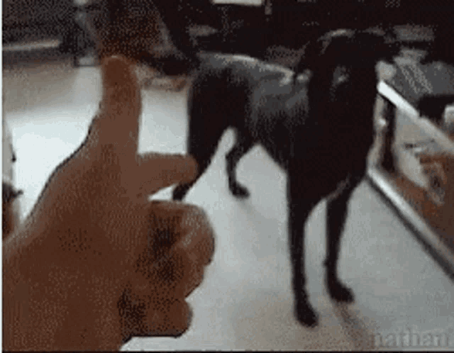 a person giving a thumbs up in front of a dog