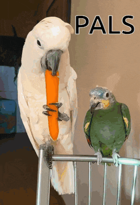 a white parrot holding a carrot next to a green parrot with the word pals on the bottom