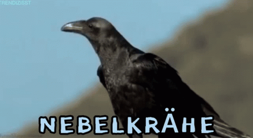 Nebelkrähe Crow GIF - Nebelkrähe Crow Raven GIFs