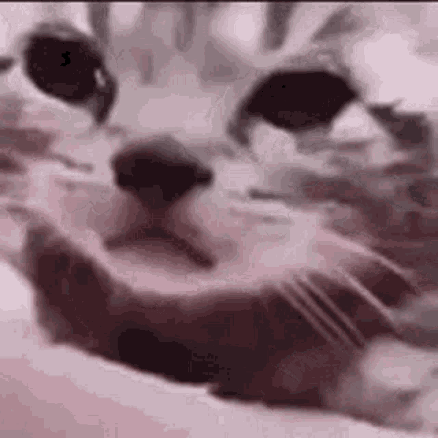 a close up of a cat laying down on a bed with its mouth open .