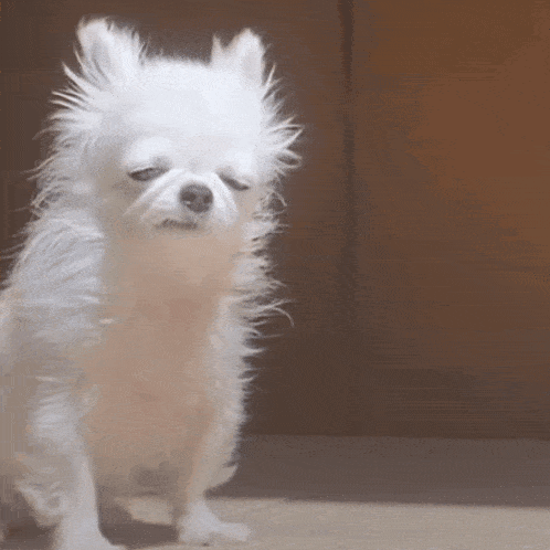 a small white dog with its eyes closed is standing on the floor