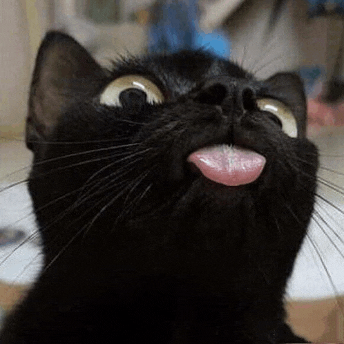 a black cat is sticking its tongue out .