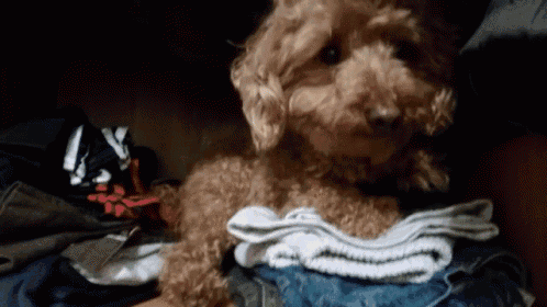 a small brown dog is laying in a pile of clothes