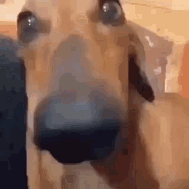 a close up of a dog 's nose with a blurred background .
