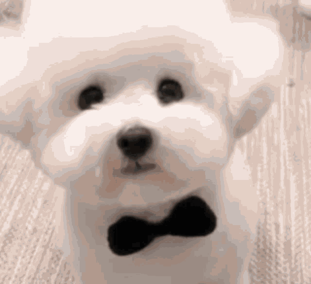 a small white poodle wearing a black bow tie .