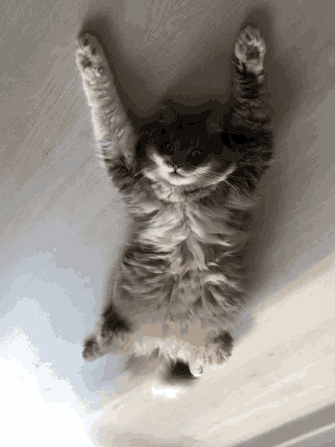 a fluffy cat is laying on its back with its paws up