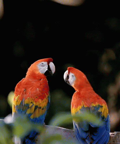 Bird Kiss GIF - Birds Bird Parrot GIFs