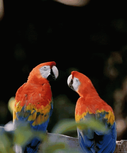two colorful parrots are looking at each other on a branch