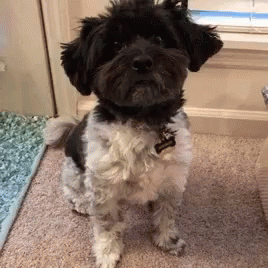 Dog What GIF - Dog What Surprised GIFs