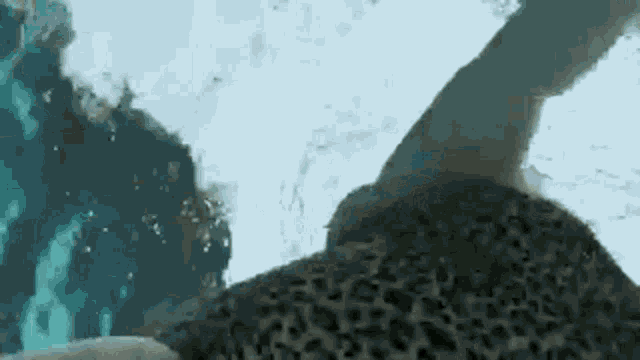 a leopard is swimming in a pool and looking at the camera .