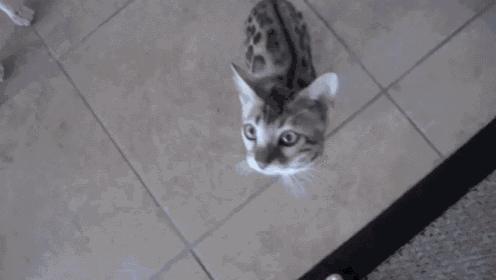 Please?! Please? Please. GIF - Cats Meow Cute GIFs