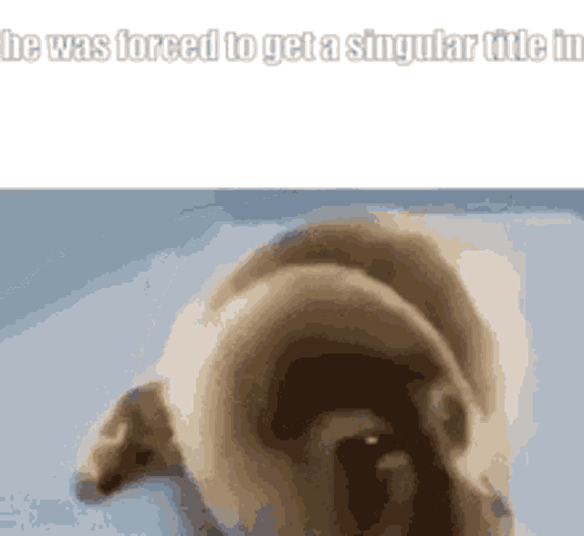 a picture of a dog with a caption that says he was forced to get a singular title in