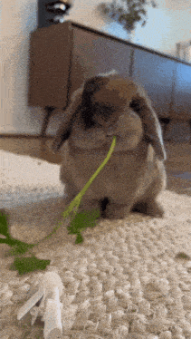 Bunny Rabbit GIF - Bunny Rabbit Bunny Eating GIFs