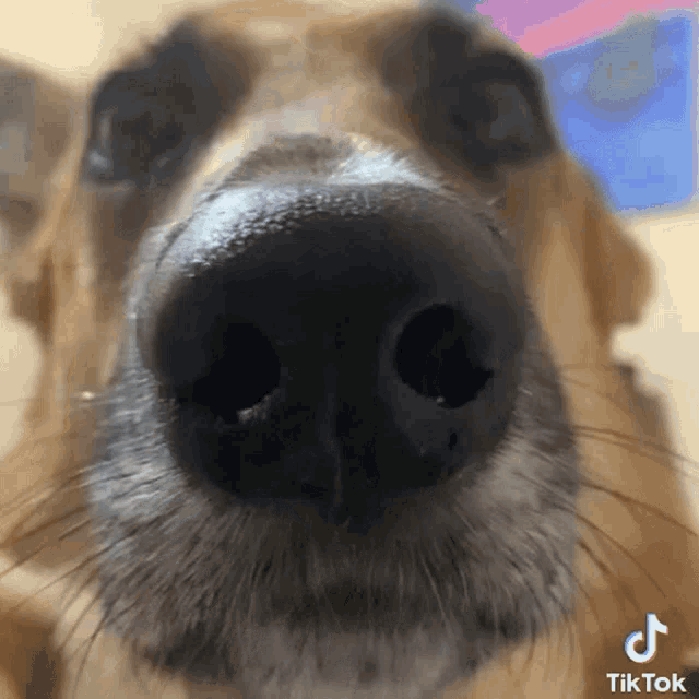 Balenciagaval Dog GIF - Balenciagaval Dog Close GIFs