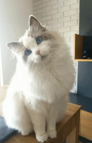 Cat Ragdoll Cat GIF - Cat Ragdoll Cat Cute GIFs