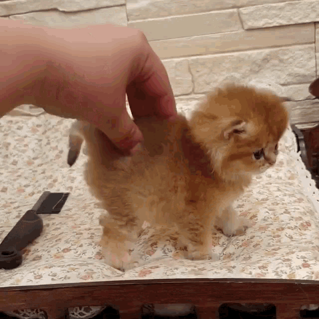 Cat Squeeze GIF