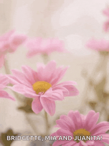 a mother 's day card with pink daisies and the words happy mother 's day bridgette mia and juanita