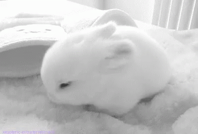 Cute Bunny GIF - Cute Bunny Time To Sleep GIFs