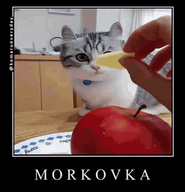 Cat Komaru GIF - Cat Komaru Carrot GIFs