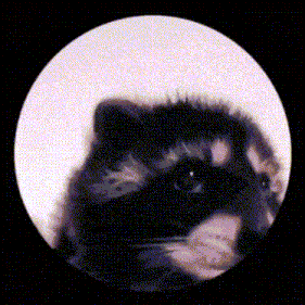 a close up of a furry animal in a circle