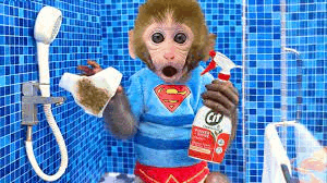 Monkey GIF - Monkey GIFs