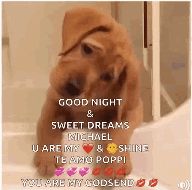 Goodnight Sweet Dreams GIF - Goodnight Sweet Dreams Dog GIFs