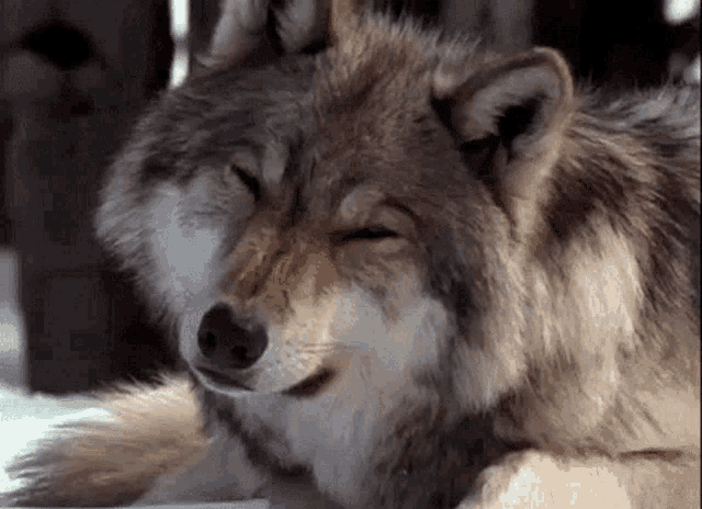 Wolf Tilt Head GIF