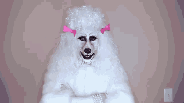 Poodle Scary GIF - Poodle Scary Human GIFs
