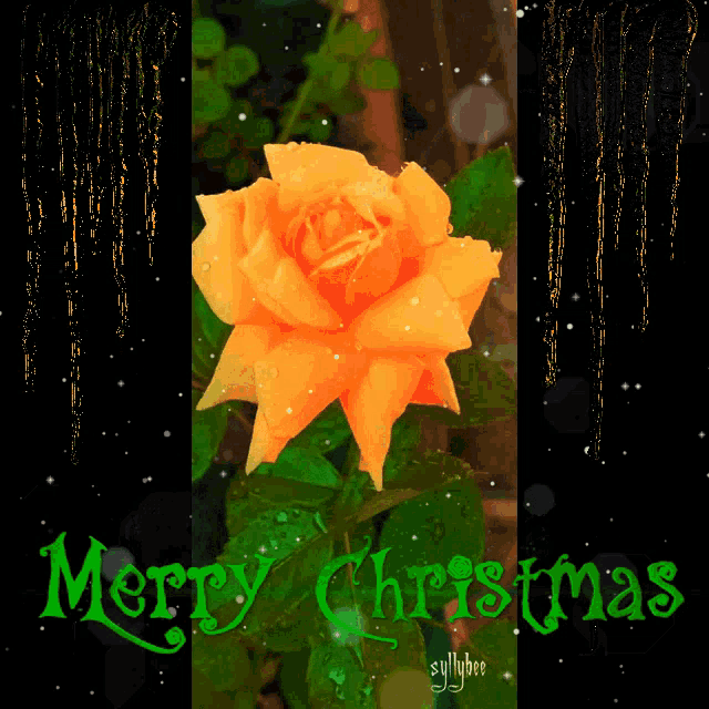 a merry christmas card with a yellow rose in the foreground