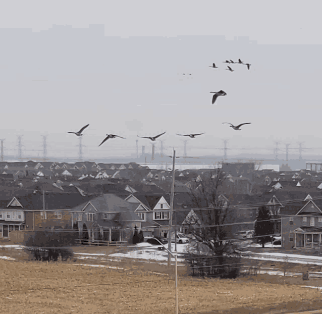 a flock of birds fly over a residential area