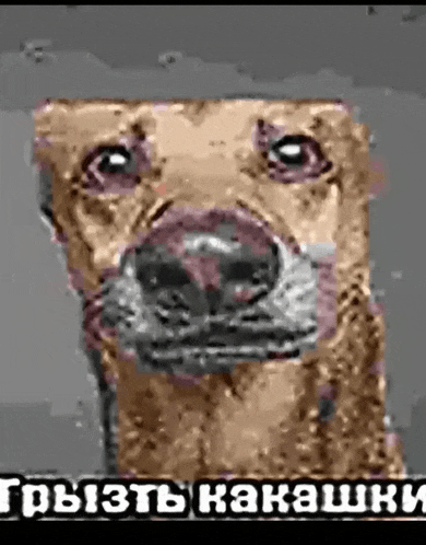 a close up of a dog 's face with russian writing on it