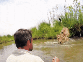 a man watches a lion swimming in the water