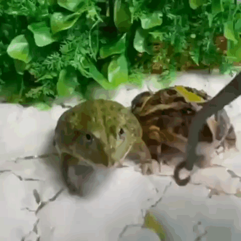 Frog Frogs GIF - Frog Frogs Attack GIFs