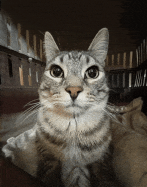a close up of a cat 's face looking at the camera