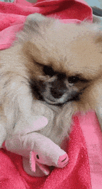 a small dog laying on a pink blanket with a stuffed animal