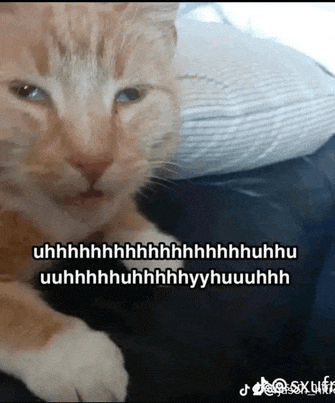 a close up of a cat laying on a couch with a pillow .