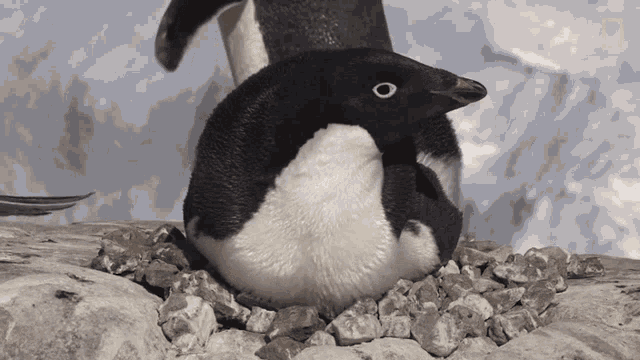 Though The Increase Could Be Partly Due To Improved Counting Methods National Geographic GIF - Though The Increase Could Be Partly Due To Improved Counting Methods National Geographic Adelie Penguin Numbers Have Marched Upward GIFs