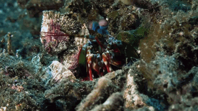 Mantis Shrimp Peacock Mantis Shrimp GIF - Mantis Shrimp Peacock Mantis Shrimp Underwater GIFs
