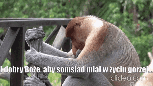 Janusz Nosacz GIF