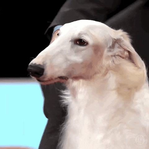 a close up of a white dog looking at the camera with a person standing behind it